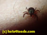 /home//u458753944/public_html/sourcegallery//Insects and small critters/other arthopods/P5090287.JPG